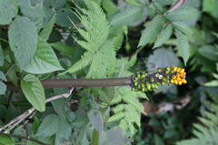 Amorphophallus paeoniifolius var. campanulatus